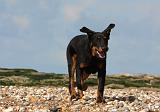 BEAUCERON 709